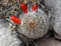 Red cactus fruit