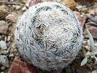 Overlapping spines of the lacespine pincushion cactus