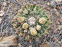 Small specimen of Little pincushion cactus