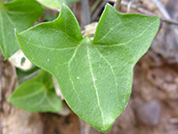 Triangular leaf