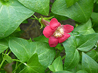 Red-pink flower
