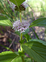 Stem, flowers and leaves