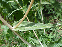 Narrow leaf