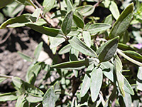 Grey-green leaves
