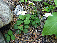 Group of plants