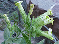 >Nicotiana obtusifolia
