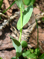 Toothed, clasping leaves