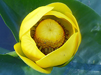 Great yellow pond lily