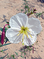 Red bud, white flower