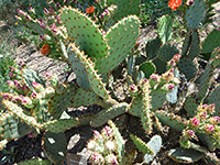 Many Chenille prickly pear pads
