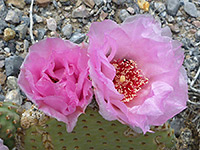 Two beavertail prickly pear flowers