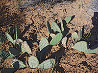 Low beavertail cactus cluster
