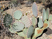 Opuntia chlorotica