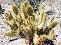 Golden prickly pear spines