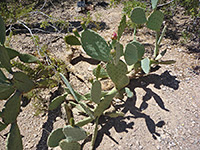 New and old pads of the smooth prickly pear