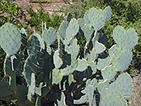 Texas prickly pear cluster
