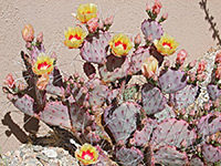 Yellow flowers, black spine prickly pear