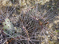 Long spines of purple prickly pear