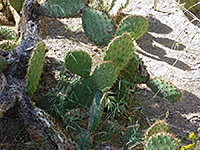 Chaparral prickly pear
