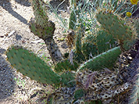 Long pads of chaparral prickly pear