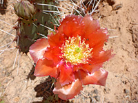 Frilly petals of brown spine prickly pear