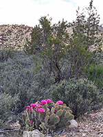 Pink flowers of the plains prickly pear