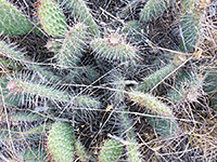 Plains prickly pear pads