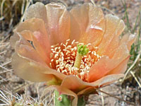 Peach-colored flower of plains prickly pear