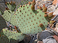 Blind prickly pear areoles