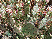 Rooney's prickly pear spines