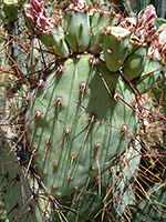 Pad of Rooney's prickly pear
