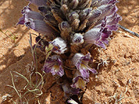 Desert Broomrape