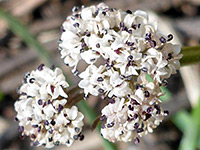 Orogenia linearifolia