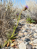 Navajo pincushion cactus, in situ