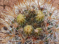 Brown and white spines of Siler's pincushion cactus
