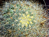 Yellowish spines of mountain ball cactus