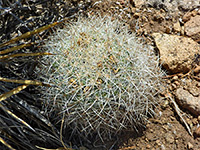 Dense spines, Simpson's hedgehog cactus