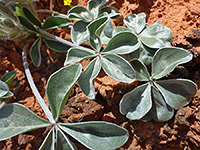 Grey-green palmate leaves