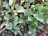 Glaucous leaves