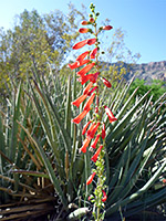Flowers and yucca