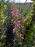 Penstemon parryi and sotol
