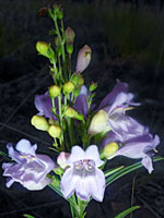 Yellowish buds and purple flowers