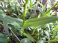 Hairless leaves and stem