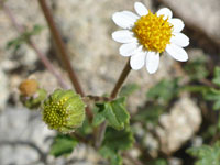 White and yellow flowerhead