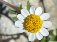 Desert rock daisy
