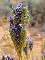 Clustered inflorescence