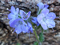 Pale blue flowers