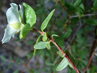 Flower and upper stem leaves