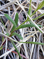 Sparsely hairy leaves