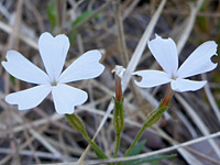 Pure white petals